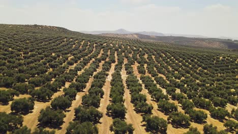Aerial-view-of-big-olive-tree-field-during-the-day,-trucking-right