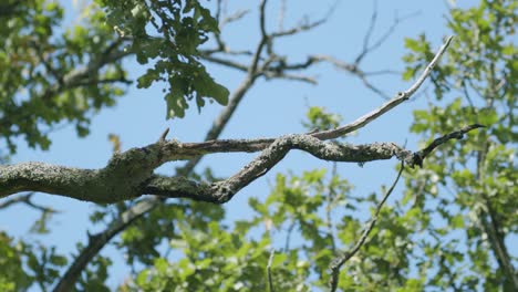 Dangerous-dead-dry-wood-branches-in-light-wind