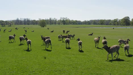 Nahaufnahme-Mit-Einer-Herde-Wilder-Hirsche,-Die-Auf-Einem-Wunderschönen,-Hellgrünen-Grasfeld-Grasen