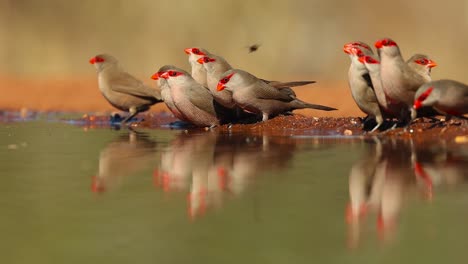 A-close-low-angle-shot-of-a-flock-of-Common-Waxbills-and-their-reflection-while-drinking-at-a-waterhole,-Greater-Kruger