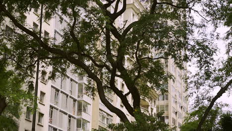 B-roll-of-a-tree-in-front-of-bege-and-white-building-in-the-center-of-São-Paulo-city-in-Brazil
