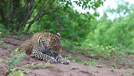 Eine-Weitwinkelaufnahme-Eines-Erwachsenen-Leoparden,-Der-Gähnt,-Bevor-Er-Aufsteht,-Sich-Streckt-Und-Im-Mashatu-Game-Reserve,-Botswana,-Davonläuft