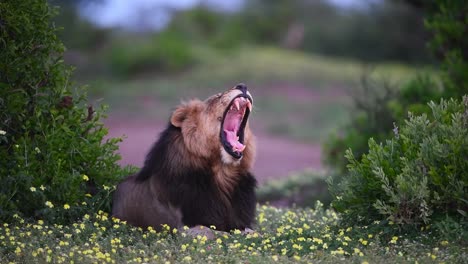 A-slow-motion-of-a-dark-maned-Lion-yawning-while-laying-in-yellow-flowers-in-Mashatu-Game-Reserve,-Botswana