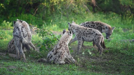 Five-young-Spotted-Hyenas-destroying-a-small-tree-and-interacting-with-each-other-in-Mashatu-Game-reserve,-Botswana