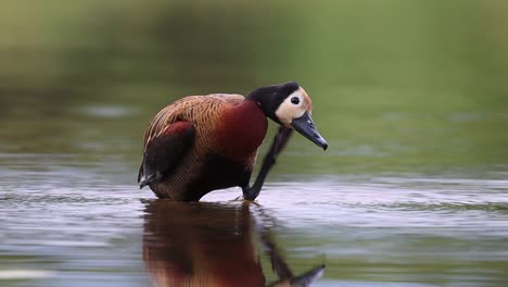 Wide-shot-of-a-White-faced-Whistling-Duck-standing-in-the-water-and-scratching-itself-behind-the-head-in-Kruger-National-Park