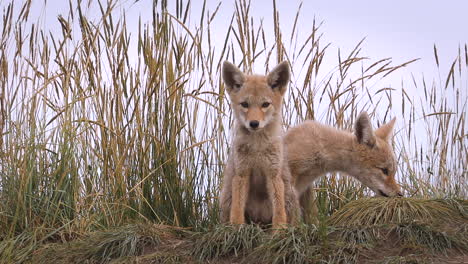 Two-adorable-cute-small-fluffy-and-furry-brown-eyed-wild-coyote-puppies-sitting-together-by-tall-brown-grass-by-den,-looking-at-camera-in-natural-habitat-on-sunny-day,-low-vantage-portrait