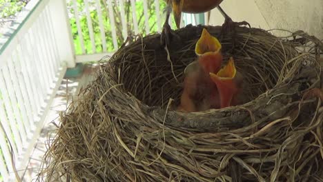 Mother-Robin-feeds-moth-to-three-cute-baby-birds-and-deals-with-poop