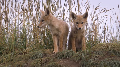 Zwei-Junge-Kojotenwelpen-Erkunden-Die-Umgebung-In-Der-Nähe-Ihrer-Höhle