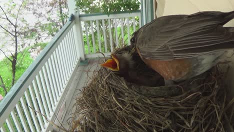 Two-adorable-week-old-baby-Robins-beg-for-food-as-mom-cleans-her-nest