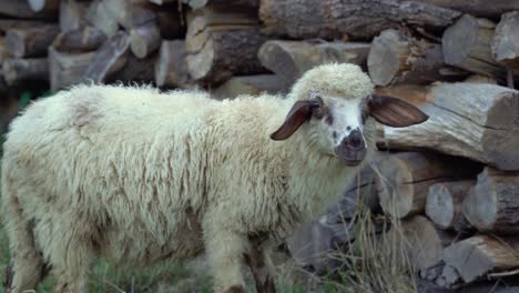 Young-fluffy-sheep-standing-next-to-a-pile-of-wood