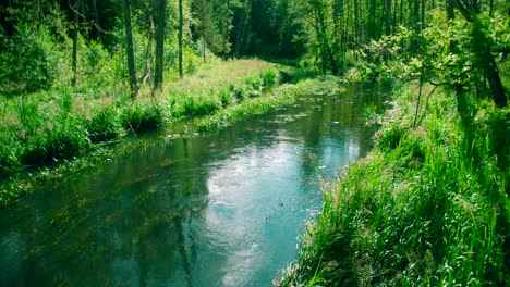Water-stream-flowing-in-the-forest