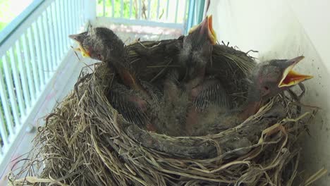 Three-adorable-week-old-Robin-babies-lay-heads-on-edge-of-grass-nest