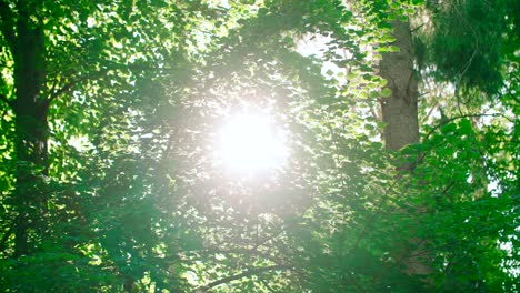 Blick-Von-Den-Waldbäumen-Sommertag-Mit-Licht,-Das-Durch-Die-Zweige-Flackert