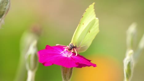 Macro-closeup-of-Lemon-butterfly-feeding-on-a-vibrant-rose-flower-with-purple-petals-digging-in-deep-with-its-tongue-and-flying-away-with-a-super-smooth-blurred-out-of-focus-bright-natural-background