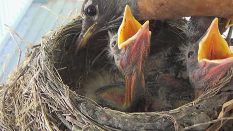 Close-up:-Adorable-Robin-babies-want-food-but-mother-has-none-to-give
