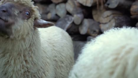 Kleines-Kaukasisches-Mädchen-Füttert-Junge-Weiße-Schafe-Mit-Einem-Stück-Trockenem-Brot
