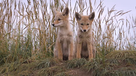 Fluffy-coyote-pups-at-den,-new-born-wild-animals,-yawning-and-waking-up,-pan-left