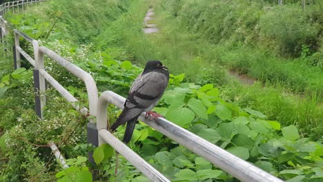 A-Tippler-Bird-Perching-On-The-Steel-Railing-Overlooking-The-Greenery-By-The-Brook-On-A-Rainy-Day---wide-shot
