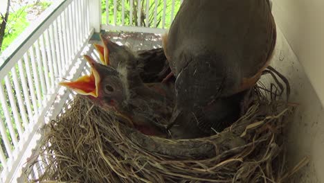 Three-adorable-baby-Robins-with-beaks-agape-want-food