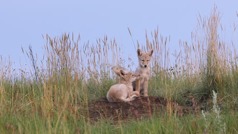 Two-cute-small-fluffy-and-furry-wild-coyote-puppies-together-by-tall-brown-natural-grass,-one-enters-underground-den-on-cloudless-sunny-blue-sky-day,-handheld-portrait