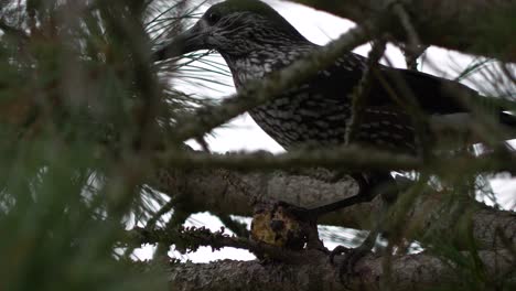 Spotted-nutcracker-hacks-at-pine-cone-up-in-a-tree,-close-static-shot