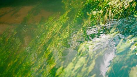 Natural-plants,-grass,-and-algae-moving-under-a-clear-fresh-river-water-stream