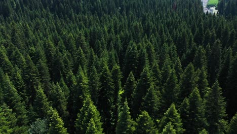 Flying-Above-The-Green-Pine-Forest-In-Racha,-Georgia---aerial-drone