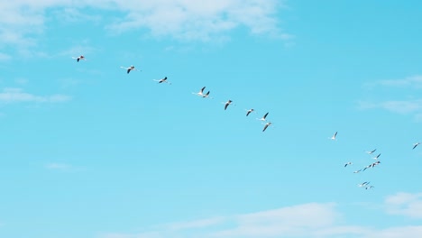 Flock-Of-Young-Flamingos-Flying-In-Formation,-Bright-Blue-Sky-In-The-Background---low-angle-shot