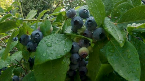 Water-dripping-off-cluster-of-organic-blueberries-on-a-small-bush