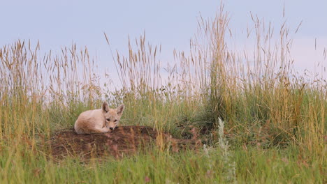 A-young-coyote-pup-sleeps-in-a-meadow-clearing-near-its-den
