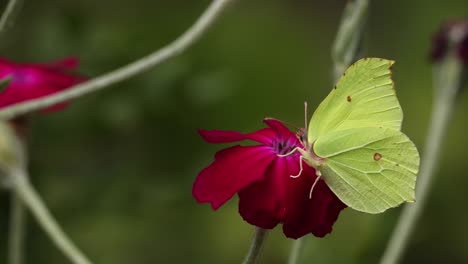 Feeding-Lemon-butterfly-digging-in-on-a-vibrant-red-rose-flower-wobbling-in-the-wind-and-from-the-weight-of-the-insect-with-twigs-and-dark-out-of-focus-natural-green-in-the-background