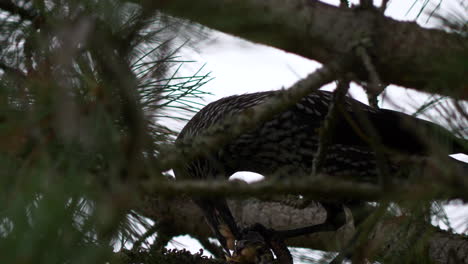 Spotted-Nutcracker-hacks-Swiss-cembra-pine-cone-and-eats-seeds,-close-shot