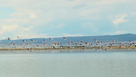 Weite-Zeitlupenaufnahme-Einer-Herde-Von-Flamingos,-Die-An-Einem-Sonnigen-Tag-über-Den-See-Wegfliegen