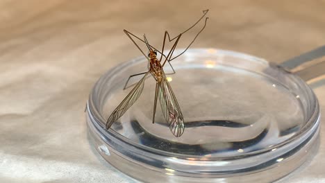 Crane-fly-sitting-on-a-magnifying-glass