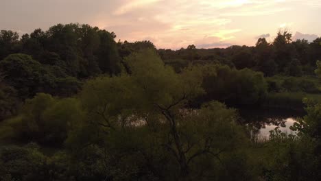 Drone-shot-though-the-tree's-to-show-pond-and-sunset