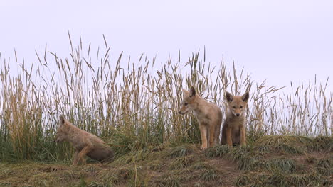 Three-young-sweet-adorable-cute-coyote-puppies-alert,-sitting-and-walking-wobbly-on-green-grass-land-by-den-staring-looking-at-camera,-portrait