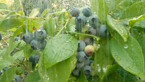 Small-bunch-of-organic-blueberries-under-shower-of-water