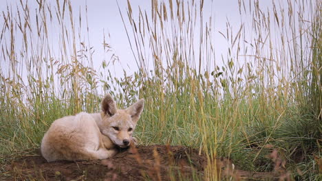 Coyote-pup-laying-down-at-den-entrance-waiting-for-mother