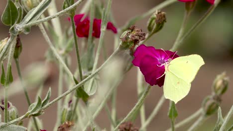 Yellow-Lemon-butterfly-contrasted-to-the-vibrant-red-rose-flower-in-a-field-of-stems-and-buds-of-roses-with-dark-natural-foliage-out-of-focus-in-the-background
