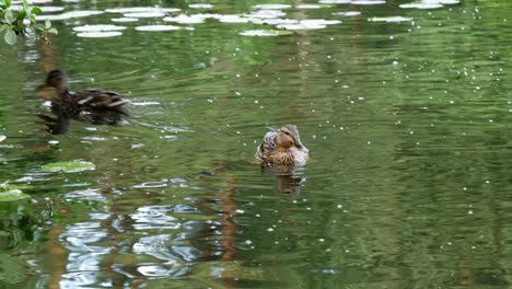 Ducks-Swimming-in-a-Pond.-Close-Up-Shot