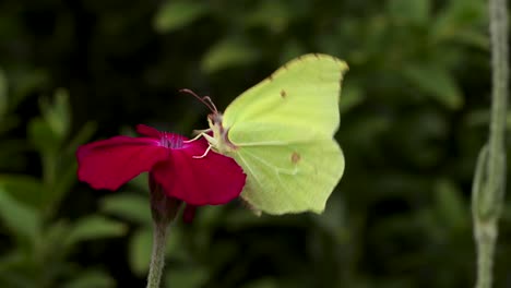 Lemon-butterfly-feeding-on-a-vibrant-red-rose-flower,-struggling-to-stay-on-and-flying-away-with-dark-natural-foliage-in-the-background