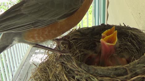 Mutter-Robin-Füttert-Drei-Niedliche-Babyvögel-Im-Nest-Mit-Gruben-Und-Würmern