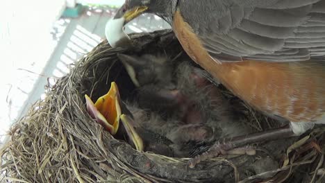 Drei-Entzückende-Baby-Rotkehlchen-Wetteifern-Um-Mamas-Aufmerksamkeit-Im-Nest