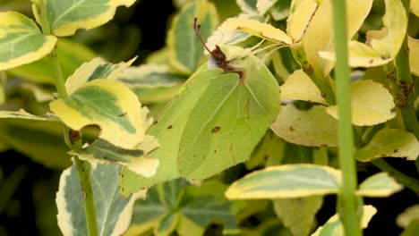 Camouflaged-yellowish-green-butterfly-among-similar-coloured-plant-leafs-sitting-still-and-eventually-flying-away