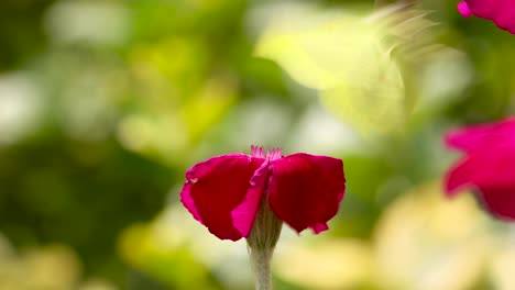 Vibrant-colours-of-magenta-rose-petals-with-Lemon-butterfly-on-top-feeding-and-waving-in-the-wind-struggling-to-stay-on-and-flying-away-with-bright-out-of-focus-natural-foliage-in-the-background