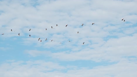 Flock-Of-Flamingos-Flying-High-Under-The-Bright-Blue-Sky-With-Fluffy-White-Clouds---low-angle-shot