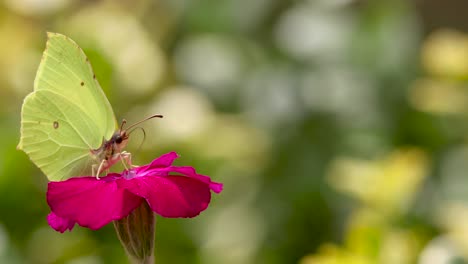 Wind-blowing-the-blossom-of-a-vibrant-magenta-purple-rose-flower-with-a-Lemon-butterfly-on-top-feeding-and-struggling-to-stay-on-and-flying-away-with-bright-out-of-focus-foliage-in-the-background