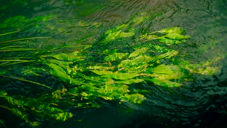 Close-up-view-of-water-plants-floating-on-the-clean-water-surface