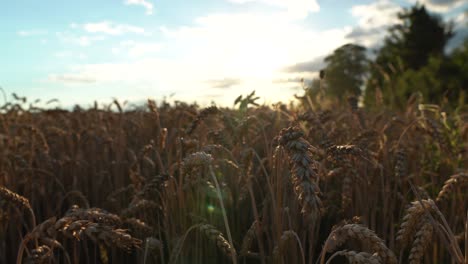 Beautiful-view-of-sun-setting-down-behind-golden-field-of-barley