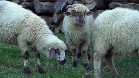 Three-young-white-sheep-feeding-on-grass-on-cloudy-day